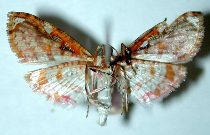 Figura 15. Adulto macho de <i>Microsca paullula</i></i> (Thyrididae), vista ventral. 01-SRNP-3390-DHJ35109