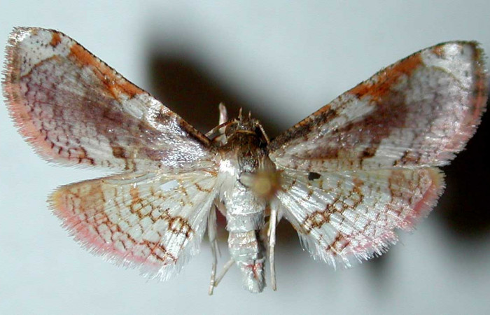 Figura 12. Adulto hembra de <i>Microsca paullula</i></i> (Thyrididae), vista dorsal. Voucher 01-SRNP-3392-DHJ35106.jpg.