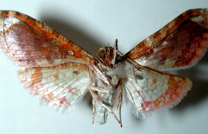 Figura 13. Adulto hembra de <i>Microsca paullula</i></i> (Thyrididae), vista ventral. Voucher 01-SRNP-3392-DHJ35107.jpg.