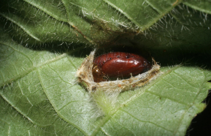 Figura 8. Pupa de <i>Microsca paullula</i></i> (Thyrididae) Sector Pitilla, Cabrera. Voucher 09-SRNP-30064-DHJ450816.jpg.