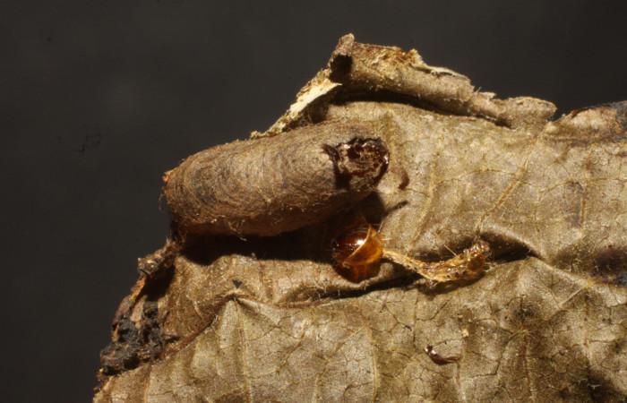 Figura 11. Capullo de la familia Ichneumonidae, {i]GauldZZZ</i> Gauld06, parásito de <i>Microsca paullula</i></i>. Voucher 10-SRNP-5877-DHJ480379.jpg.