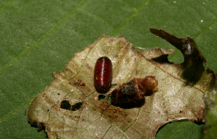 Figura 10. Pupario de la familia Tachinidae, <i>Lixophaga</i></i> Wood07, parásito de <i>Microsca paullula</i></i> (Thyrididae). Voucher 14-SRNP-70458-DHJ722216.jpg.