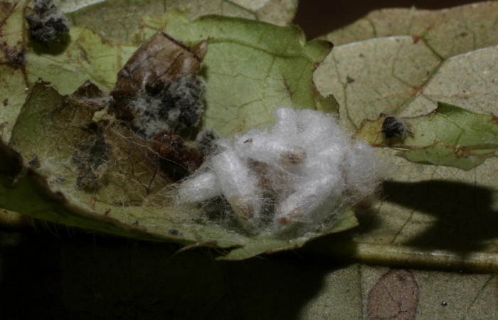 Figura 9. Capullo de la familia Braconidae, <i>Dolichogenidea</i></i> Janzen02, parásito de <i>Microsca paullula</i></i> (Thyrididae). Voucher 15-SRNP-30067-DHJ803533.jpg.