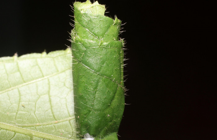  Figura 4. Casita de Microsca paullula (Thyrididae) último estadio, Sector San Cristóbal, Jardín Estrada. Voucher 18-SRNP-1318-DHJ705131.jpg.