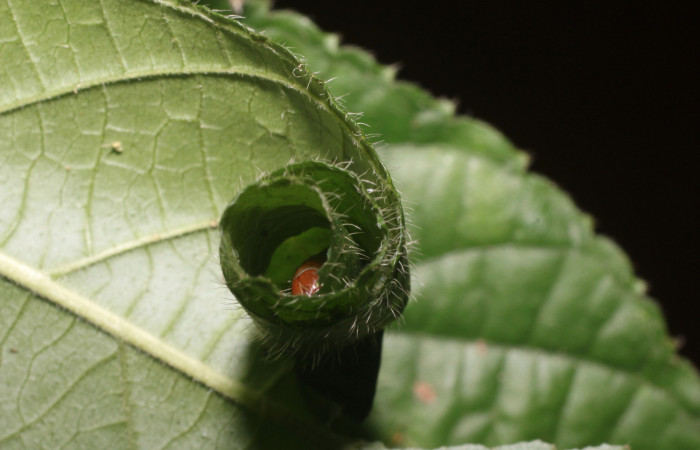 Figura 3. Casita de <i>Microsca paullula</i></i> (Thyrididae) último estadio, Sector San Cristóbal, Jardín Estrada. Voucher 18-SRNP-1318-DHJ705130.jpg.