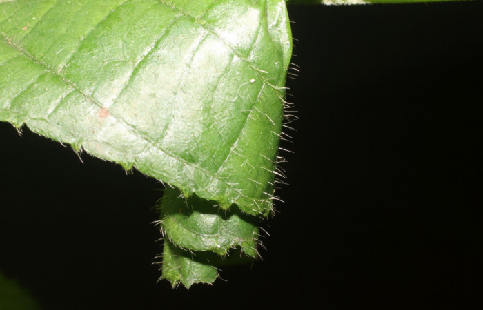 Figura 2. Casita de <i>Microsca paullula</i></i> (Thyrididae) último estadio, Sector San Cristóbal, Jardín Estrada. Voucher 18-SRNP-1318-DHJ705134.jpg.