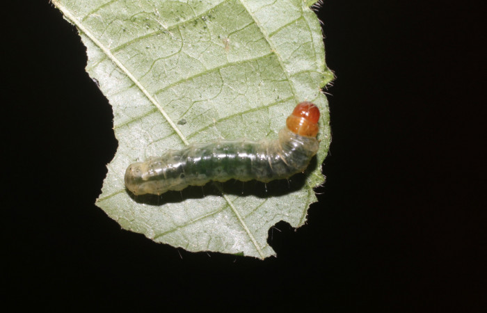 Figura 5. <i>Microsca paullula</i></i> (Thyrididae) último estadio, Sector San Cristóbal, Jardín Estrada. Voucher 18-SRNP-1318-DHJ705135.jpg.