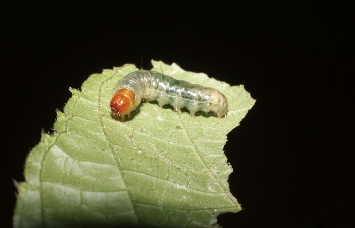 Figura 1. <i>Microsca paullula</i></i> (Thyrididae) último estadio, posición lateral frontal. Sector San Cristóbal, Jardín Estrada. Voucher 18-SRNP-1318-DHJ705136.jpg.