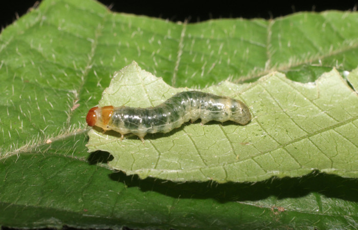 Figura 6. Microsca paullula (Thyrididae) último estadio, Sector San Cristóbal, Jardín Estrada. Voucher 18-SRNP-1318-DHJ705139.jpg.