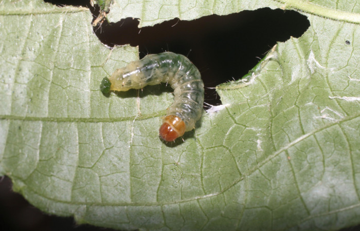 Figura 7. <i>Microsca paullula</i></i> (Thyrididae) último estadio, Sector San Cristóbal, Jardín Estrada. Voucher 18-SRNP-1318-DHJ705140.jpg.