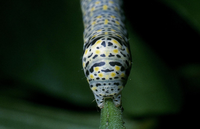 Fig.5 Vista trasera de larva <i>Neophaenis respondens</i></i> (Noctuidae). Se colectó 20 de junio 2004, Sector Santa Rosa, Bosque Húmedo 290mts. (04-SRNP-11902-DHJ83510.jpg)..