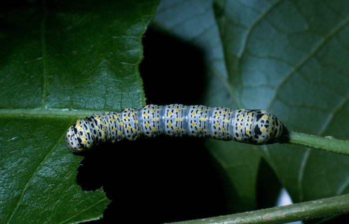 Fig.6 Vista dorsal de larva <i>Neophaenis respondens</i></i> (Noctuidae). Se colectó 20 de junio 2004, Sector Santa Rosa, Bosque Húmedo 290mts. (04-SRNP-11902-DHJ83514.jpg).