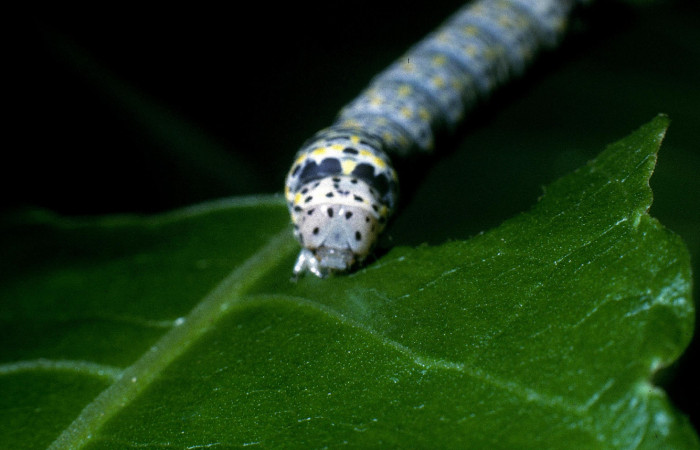 Fig.7 Vista frontal de larva <i>Neophaenis respondens</i></i> (Noctuidae). Se colectó 20 de junio 2004, Sector Santa Rosa, Bosque Humedo 290mts. (04-SRNP-11902-DHJ83516.jpg).