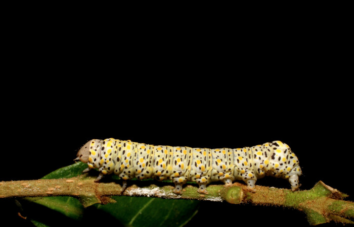 Fig.8 Vista lateral de larva <i>Neophaenis respondens</i></i> (Noctuidae). Se colectó 18 de Marzo 2006, Sector Cacao, Quebarda Otilio 550mts. (06- SRNP-45194-DHJ414879.jpg).