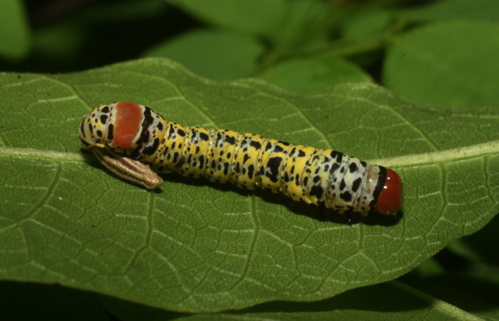 Fig.9  Larva <i>Neophaenis respondens</i></i> (Noctuidae), junto a ella capullo de parásito <i>Meteorus</i></i> sp, (Braconidae. (16-SRNP-36208-DHJ709722.jpg)