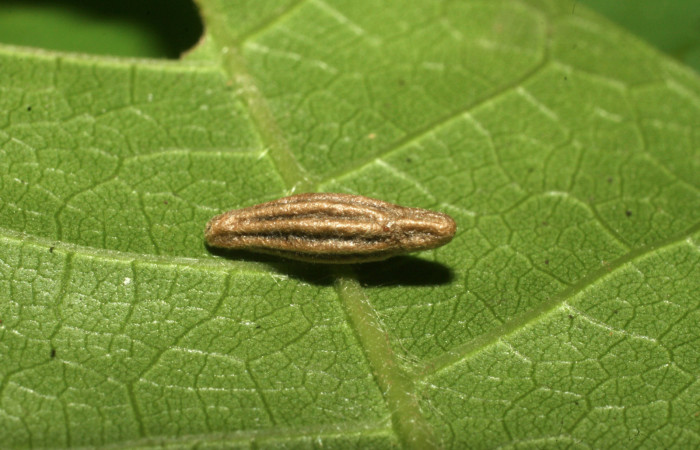 Fig. 10 Capullo de parásito  <i>Meteorus</i></i> sp, (Braconidae). Eclosionó 15 de junio 2017, Sector Cacao, Quebrada Heliconia, 390mts. (16-SRNP-36208- DHJ709726.jpg).