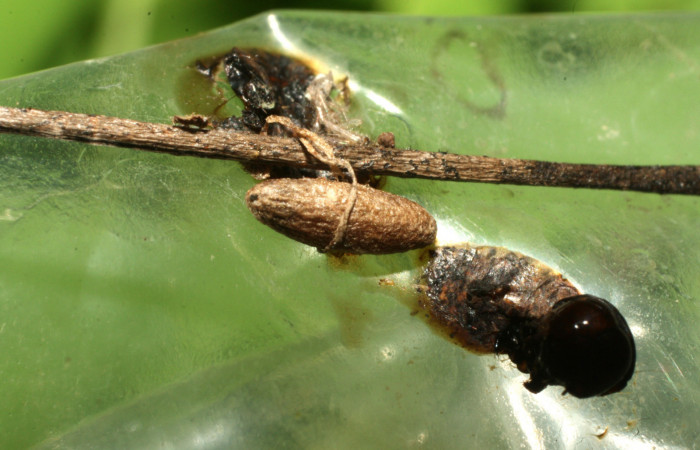 Fig. 11 Capullo de parásito chalJanzen01 Janze01, de la familia Chalcididae, junto a restos de larva <i>Neophaenis respondens</i></i>. 16-SRNP-36211-DHJ709745.jpg.