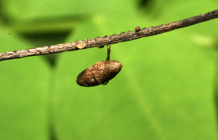 Fig. 11 Capullo de parásito chalJanzen01 Janze01, de la familia Chalcididae, parásito de larva <i>Neophaenis respondens</i></i>. 16-SRNP-36211-DHJ709746.jpg.