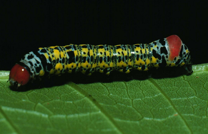 Fig.3 Vista lateral de larva <i>Neophaenis respondens</i></i> (Noctuidae). Se colectó 21 de junio 1982, Sector Santa Rosa, Bosque San Emilio 300mts. (82-SRNP-261- DHJ3972.jpg).