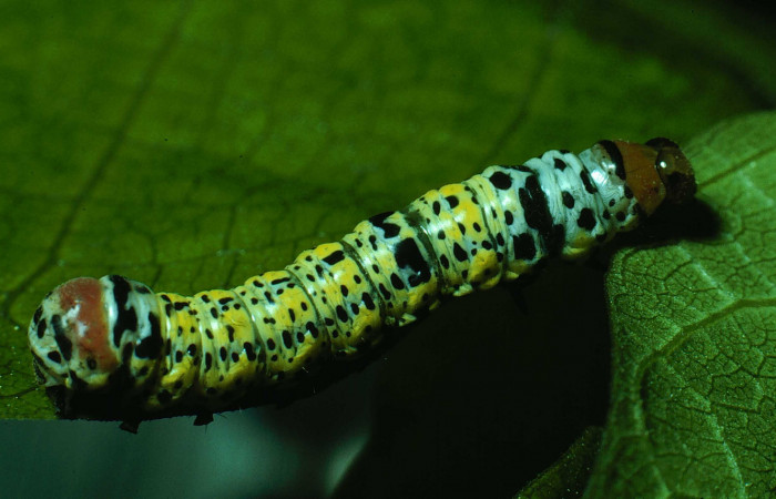 Fig.4 Vista dorsal de larva <i>Neophaenis respondens</i></i> (Noctuidae). Se colectó 04de junio 1984, Sector Santa Rosa, Bosque San Emilio 300mts. (84-SRNP-196.1-DHJ7160.jpg).