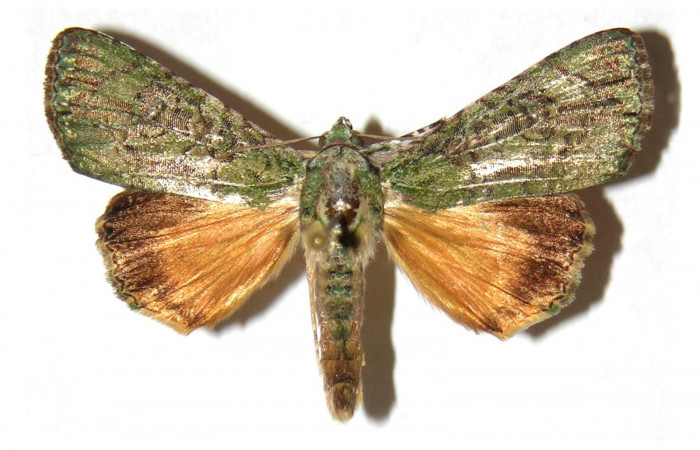 Fig.1 Vista dorsal de macho <i>Neophaenis respondens</i></i> (Noctuidae). Eclosionó Noviembre 13 de 1994, Sector Santa Rosa, Bosque San Emilio, 300mts. (94-SRNP-8711- DHJ313818.jpg)