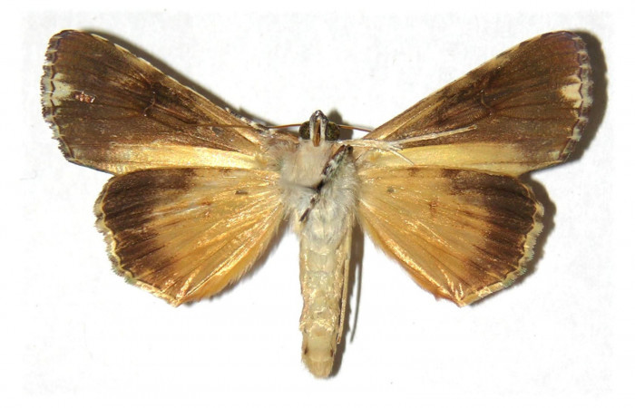 Fig.2 Vista Ventral de macho <i>Neophaenis respondens</i></i> (Noctuidae) Eclosionó Noviembre 13 de 1994, Sector Santa Rosa, Bosque San Emilio, 300mts. (94-SRNP-8711- DHJ313819.jpg).