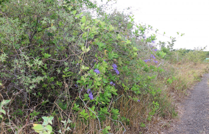 Fig. 13 Planta <i>Petrea volubilis</i></i>, de la familia Verbenaceae, hospedera de larva <i>Neophaenis respondens</i></i>. Sector Mundo Nuevo, Porton Ice. Foto, Elieth Cantillano, 27 Abril 2020.