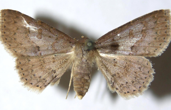 Fig.1  Adulto <i>Antiblemma</i></i> Poole25  dorsal. Hembra. Voucher: 14-SRNP-4911-DHJ951040.jpg