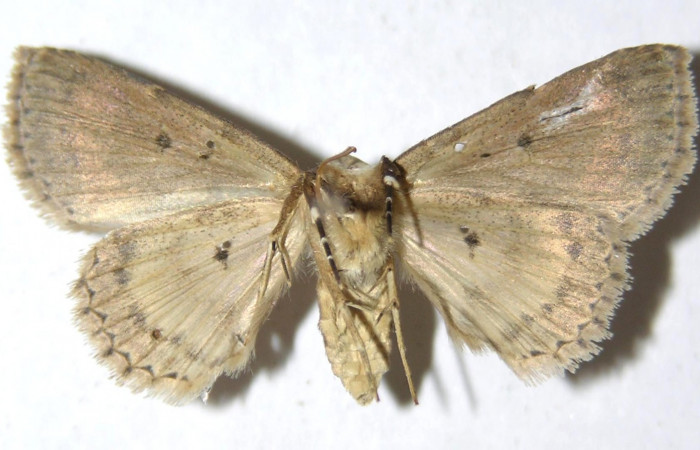 Fig.2 Adulto <i>Antiblemma</i></i> Poole25  ventral. Hembra. Voucher: 14-SRNP-4911-DHJ951041.jpg