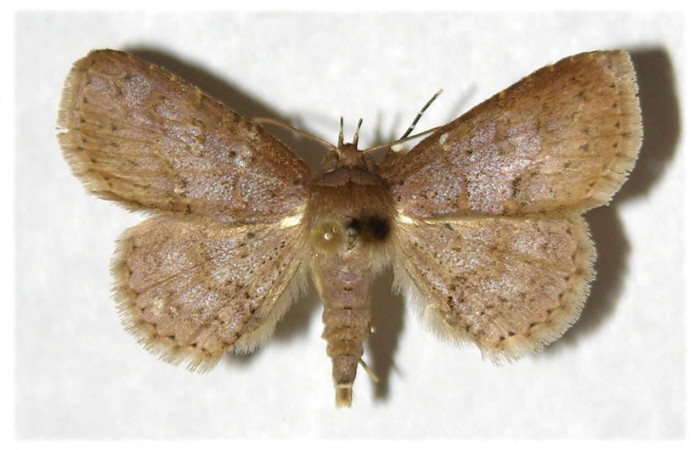 Fig.3  Adulto <i>Antiblemma</i></i> Poole25  dorsal. Macho. Voucher: 99-SRNP-5449-DHJ320942.jpg