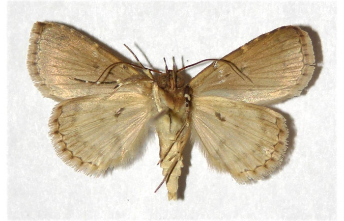 Fig.4.  Adulto <i>Antiblemma</i></i> Poole25  ventral  macho
Voucher: 99-SRNP-5449-DHJ320943.jpg