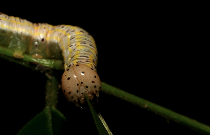 Figura 10. Larva <i>Apela neobule</i></i> (Notodontidae), cuarto estadio posición frontal , mide 35 mm aproximadamente. Planta hospedera <i>Dioclea malacocarpa</i></i> (Fabaceae). Voucher: 06-SRNP-55110-DHJ409524.jpg.