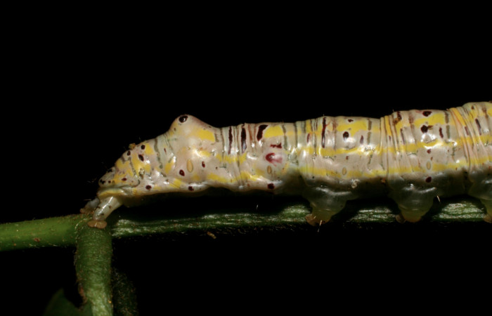 Figura 11. Larva <i>Apela neobule</i></i> (Notodontidae), cuarto estadío posición lateral , mide 35 mm aproximadamente. Planta hospedera <i>Dioclea malacocarpa</i></i> (Fabaceae). Voucher: 06-SRNP-55110-DHJ409525.jpg.