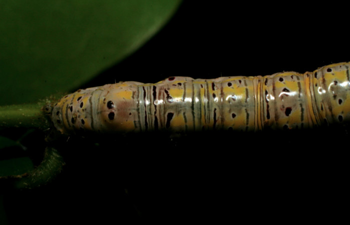 Figura 12. Larva <i>Apela neobule</i></i> (Notodontidae), cuarto estadio posición dorsal , mide 35 mm aproximadamente. Planta hospedera <i>Dioclea malacocarpa</i></i> (Fabaceae). Voucher: 06-SRNP-55110-DHJ409527.jpg.
