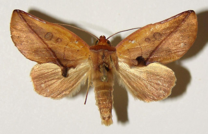 Figura 15. Adulto macho <i>Apela neobule</i></i> (Notodontidae), mide 36 mm, posición dorsal. Voucher: 04-SRNP-2297-DHJ301380.