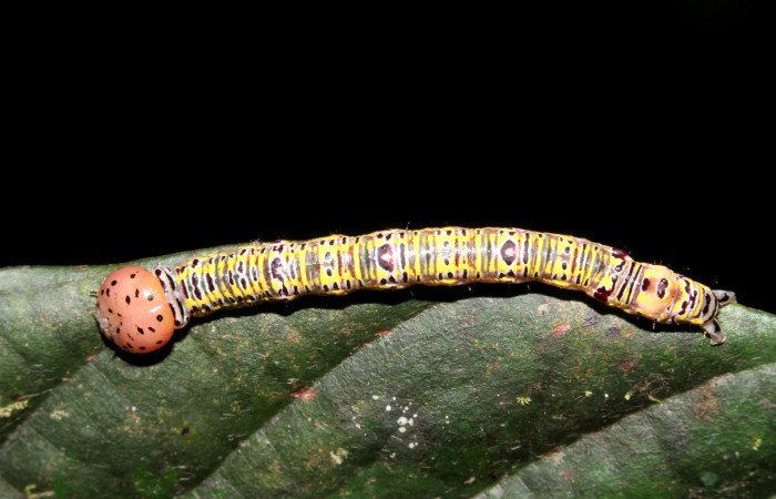 Figura 1. Larva <i>Apela neobule</i></i> (Notodontidae), cuarto estadío posición dorsal, mide 30 mm aproximadamente. Planta hospedera <i>Dioclea malacocarpa</i></i> (Fabaceae). Voucher: 18-SRNP-41777-DHJ725837.jpg.