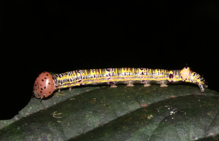 Figura 2. Larva <i>Apela neobule</i></i> (Notodontidae), cuarto estadío posición lateral, mide 30 mm aproximadamente. Planta hospedera <i>Dioclea malacocarpa</i></i> (Fabaceae). Voucher: 18-SRNP-41777-DHJ725839.jpg.