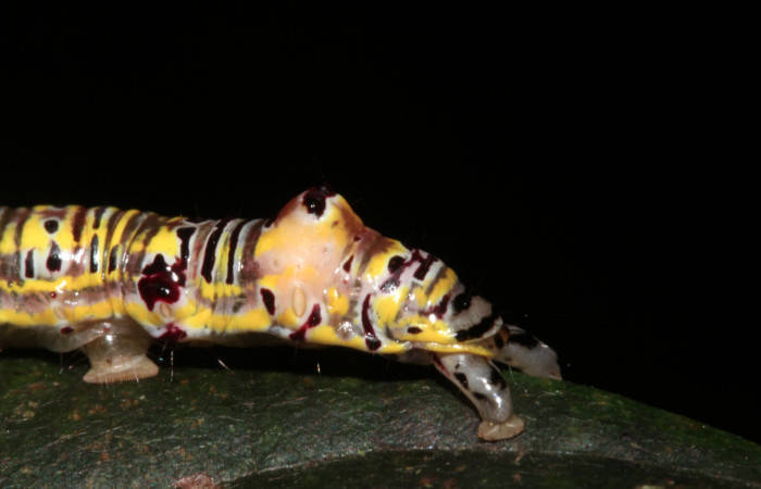 Figura 4. Larva <i>Apela neobule</i></i> (Notodontidae), cuarto estadío posición lateral cola, mide 30 mm aproximadamente. Planta hospedera <i>Dioclea malacocarpa</i></i> (Fabaceae). Voucher: 18-SRNP-41777-DHJ725841.jpg.