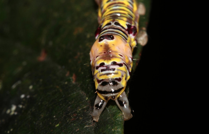 Figura 5. Larva <i>Apela neobule</i></i> (Notodontidae), cuarto estadio posición dorsal , mide 30 mm aproximadamente. Planta hospedera <i>Dioclea malacocarpa</i></i> (Fabaceae). Voucher: 18-SRNP-41777-DHJ725843.jpg.