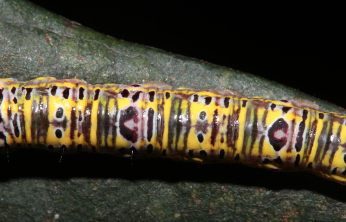 Figura 6. Larva <i>Apela neobule</i></i> (Notodontidae), cuarto estadio posición dorsal , mide 30 mm aproximadamente. Planta hospedera <i>Dioclea malacocarpa</i></i> (Fabaceae). Voucher: 18-SRNP-41777-DHJ725843.jpg.