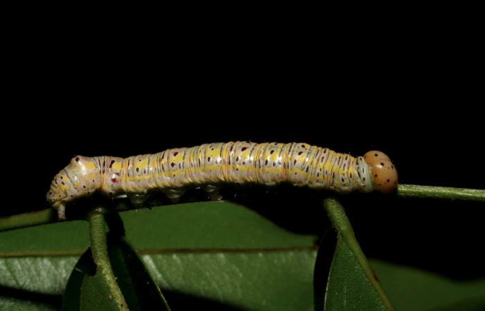Figura 8. Larva <i>Apela neobule</i></i> (Notodontidae), cuarto estadio posición dorsal , mide 35 mm aproximadamente. Planta hospedera <i>Dioclea malacocarpa</i></i> (Fabaceae). Voucher: 06-SRNP-55110-DHJ409522.jpg.