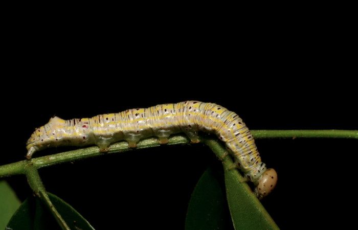 Figura 9. Larva <i>Apela neobule</i></i> (Notodontidae), cuarto estadio posición lateral , mide 35 mm aproximadamente. Planta hospedera <i>Dioclea malacocarpa</i></i> (Fabaceae). Voucher: 06-SRNP-55110-DHJ409523.jpg.