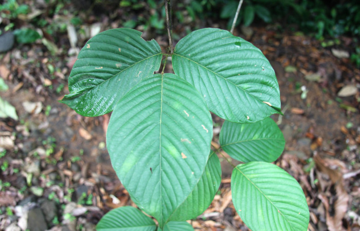 Figura 17. Planta hospedera <i>Dioclea malacocarpa</i></i> (Fabaceae). posición haz. Foto tomada por Jose Perez, el 4 de Junio 2020, Sendero Camino Río Francia.