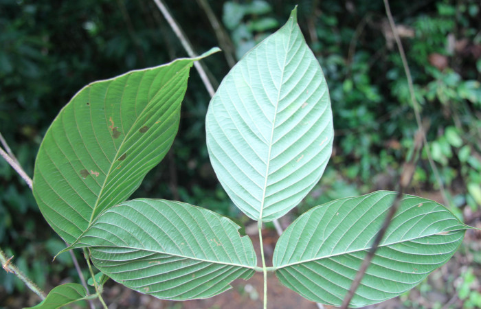 Figura 18. Planta hospedera <i>Dioclea malacocarpa</i></i> (Fabaceae). posición envés. Foto tomada por Jose Perez, el 4 de Junio 2020, Sendero Camino Río Francia.