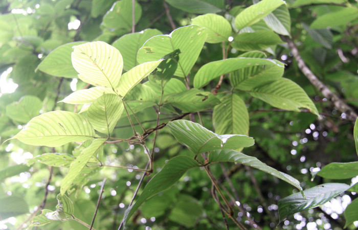 Figura 19. Planta hospedera <i>Dioclea malacocarpa</i></i> (Fabaceae). posición rama. Foto tomada por Jose Perez, el 4 de Junio 2020, Sendero Camino Río Francia.