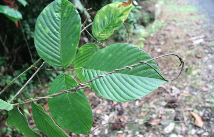 Figura 20. Planta hospedera <i>Dioclea malacocarpa</i></i> (Fabaceae). posición haz. Foto tomada por Jose Perez, el 4 de Junio 2020, Sendero Camino Río Francia.