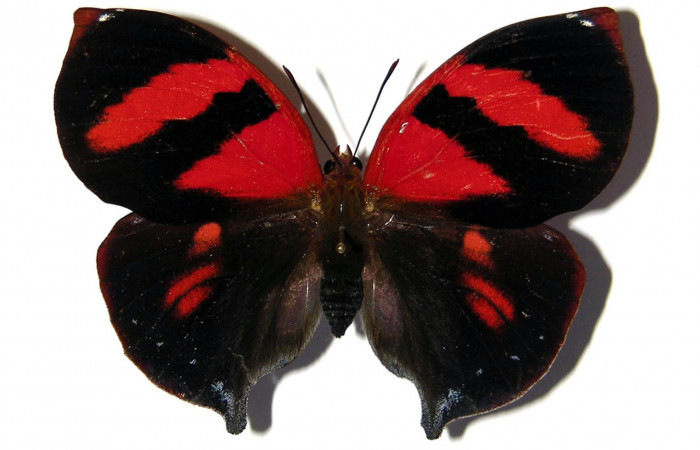 Figura 3.  Adulto de <i>Siderone galanthis</i></i> (hembra) vista dorsal (02-SRNP-16379-DHJ98960)