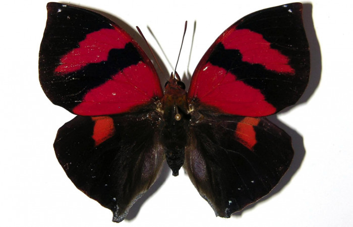 Figura 4.  Adulto de <i>Siderone galanthis</i></i> (hembra) vista ventral (02-SRNP-17186-DHJ98968)