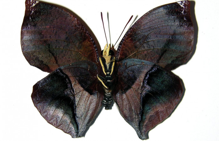 Figura 2.  Adulto de <i>Siderone galanthis</i></i> (Macho) vista ventral 02-SRNP-17186-DHJ98969