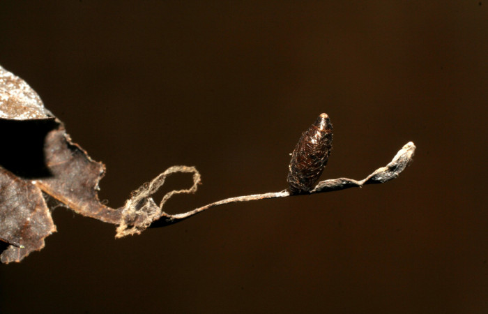 Figura 15. Capullo de Meteorus Janzen23 de Braconidae,
parásito que atacan larva de <i>Siderone galanthis</i></i>. (04-
SRNP-60274-DHJ420405).